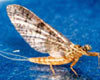 mayfly